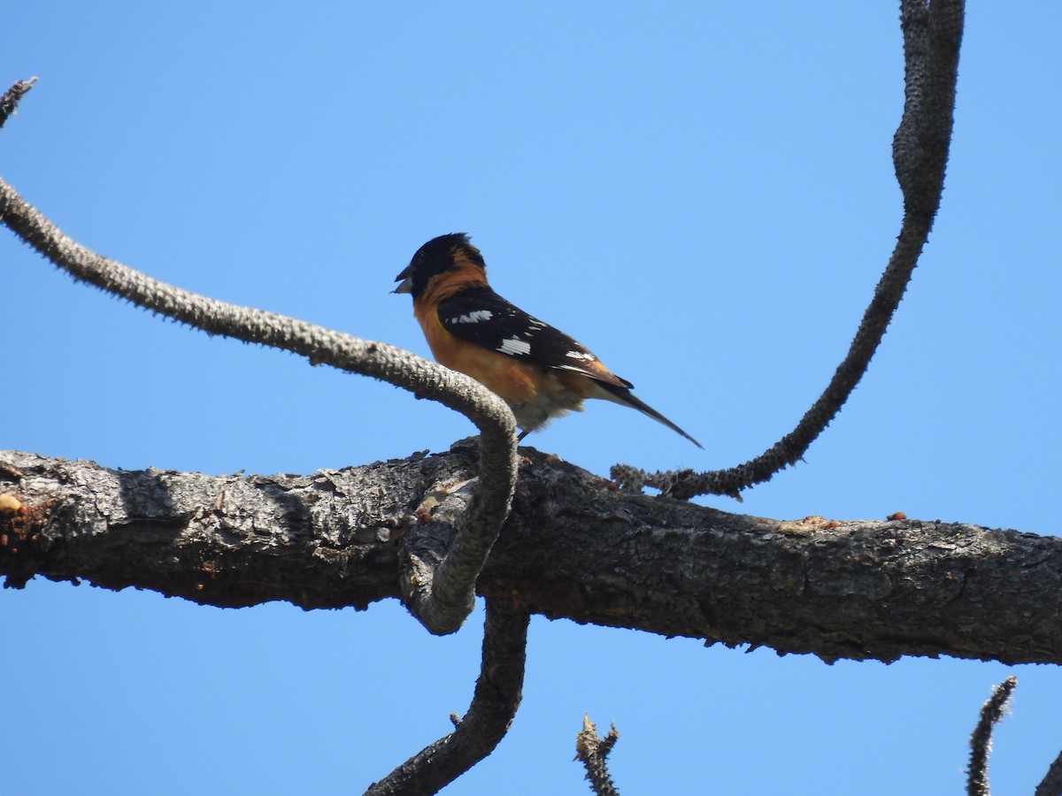 Black-headed Grosbeak - ML636815985