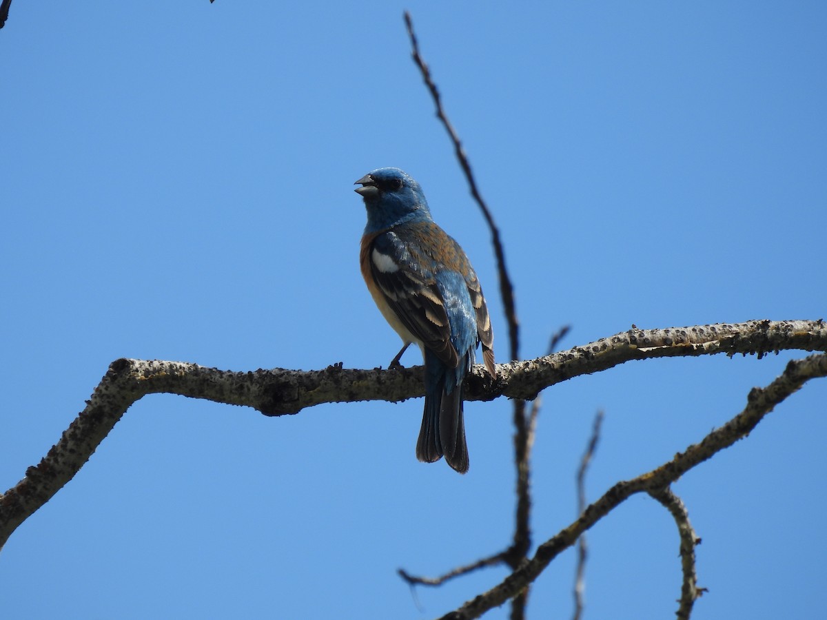 Lazuli Bunting - ML636816000