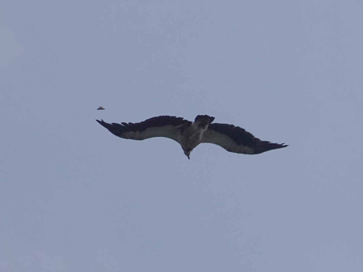 Himalayan Griffon - ML636816002