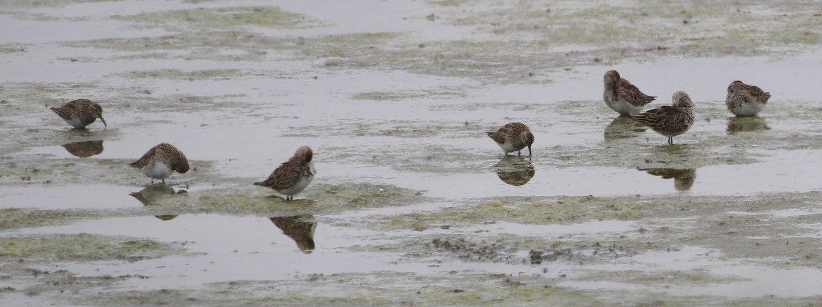 Pectoral Sandpiper - ML636816005