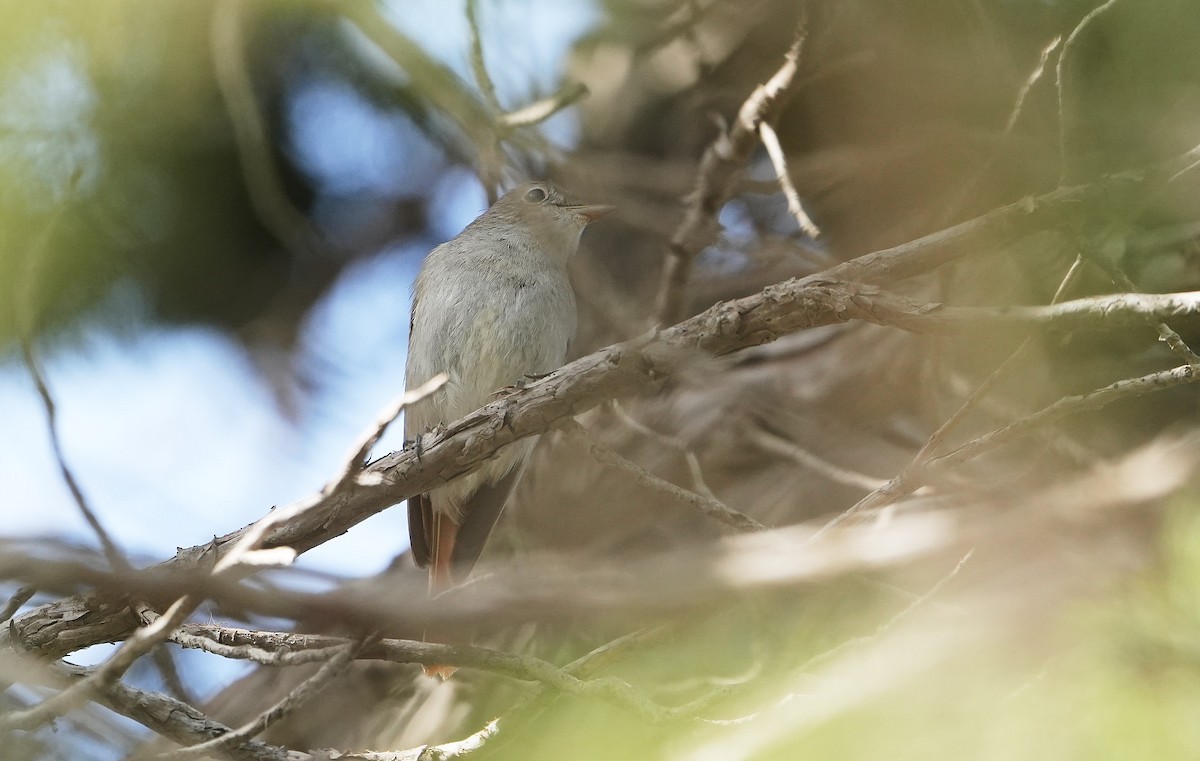 Rusty-tailed Flycatcher - ML636816034