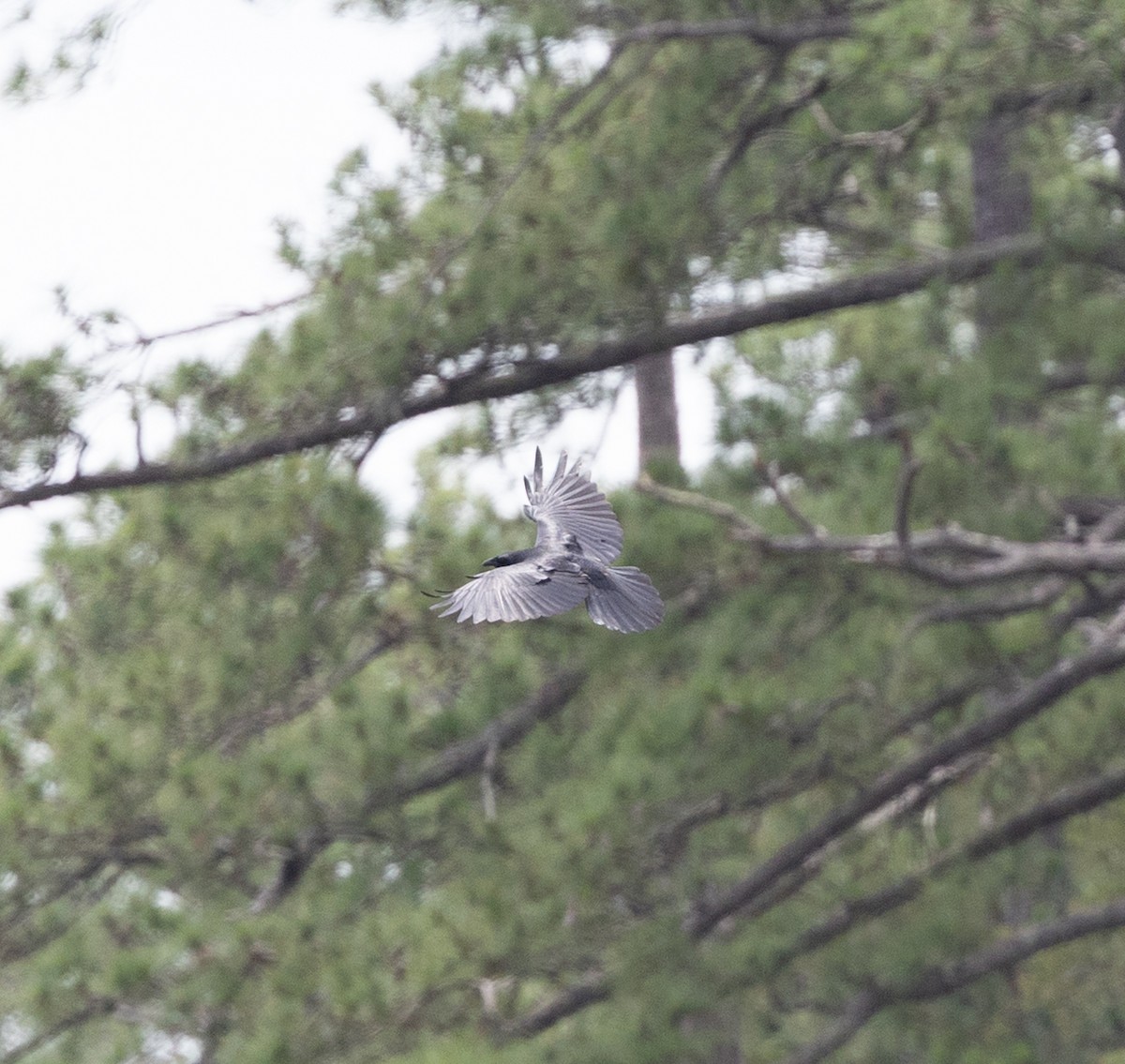 American Crow - ML636816054