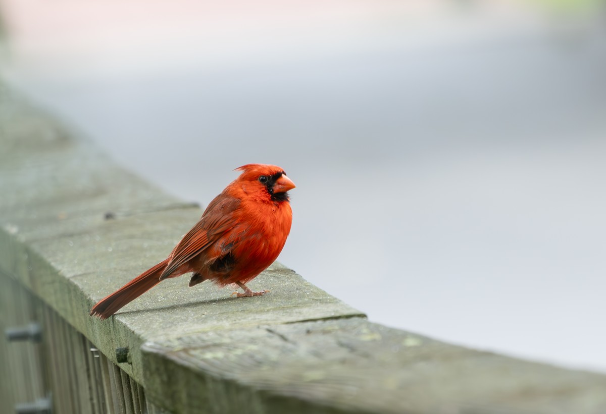 Northern Cardinal - ML636816056