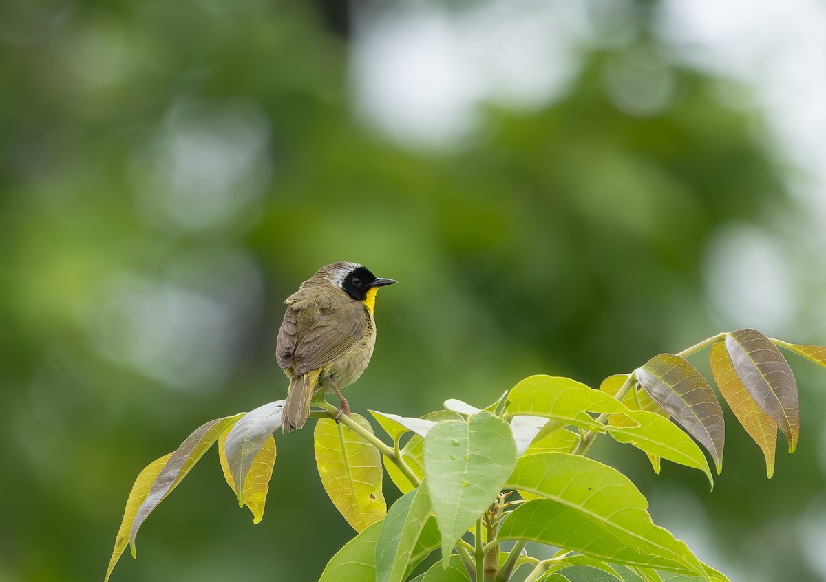 Common Yellowthroat - ML636816061