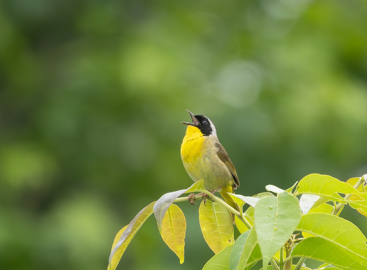 Common Yellowthroat - ML636816062
