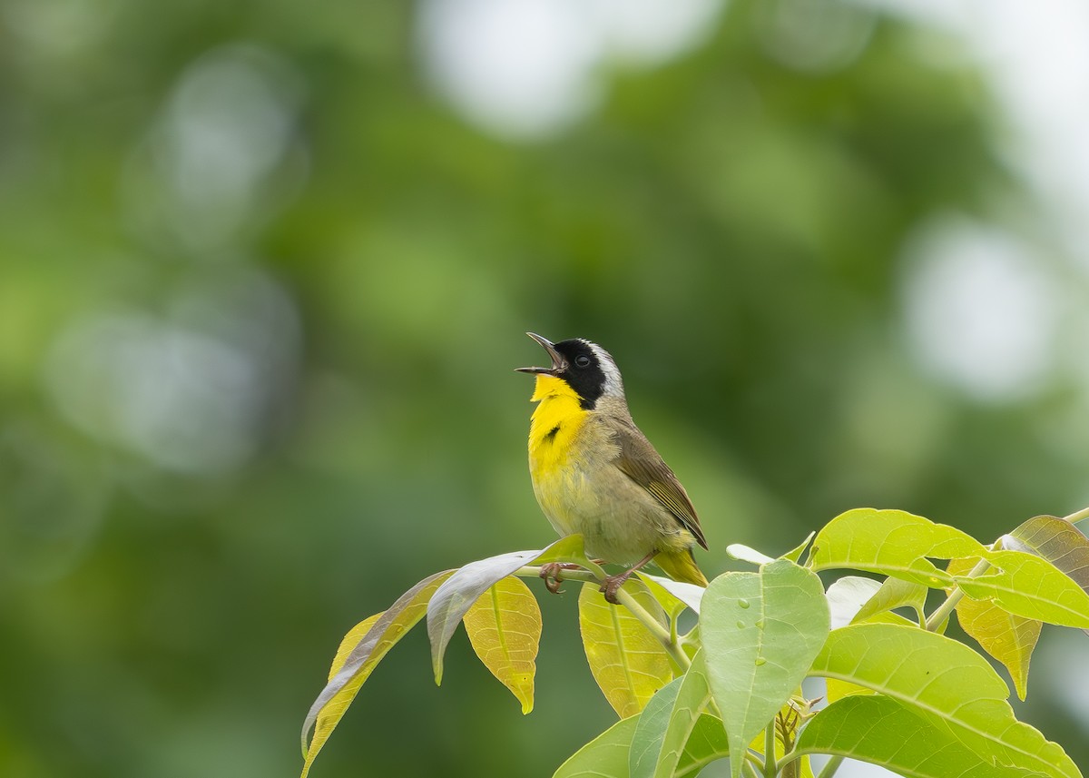 Common Yellowthroat - ML636816063