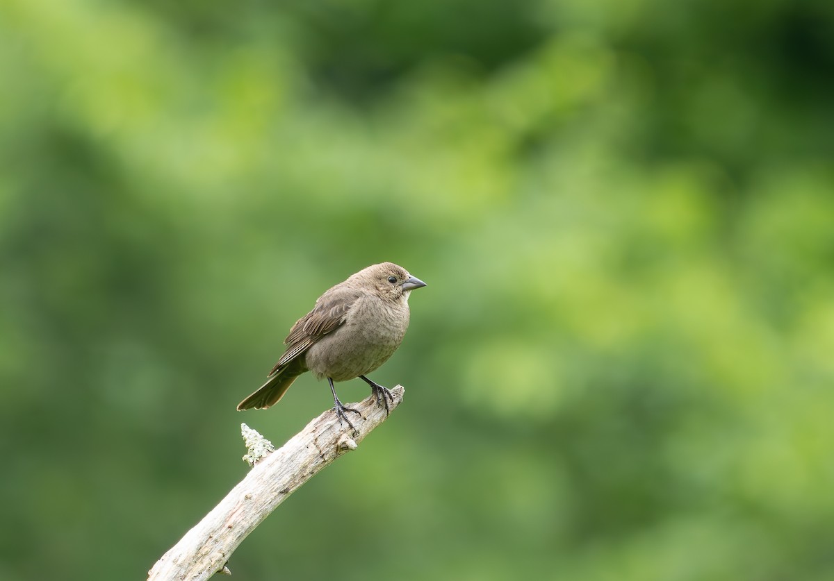 Brown-headed Cowbird - ML636816064