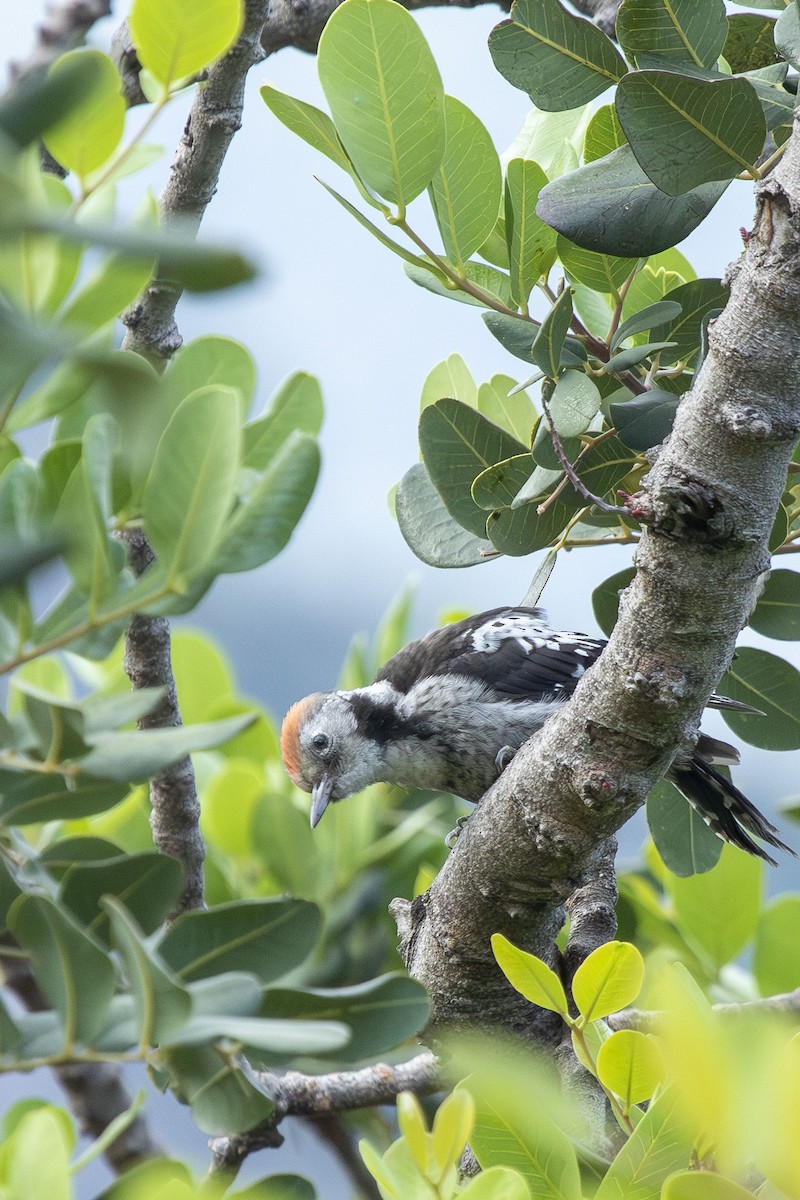 Middle Spotted Woodpecker - ML636816090