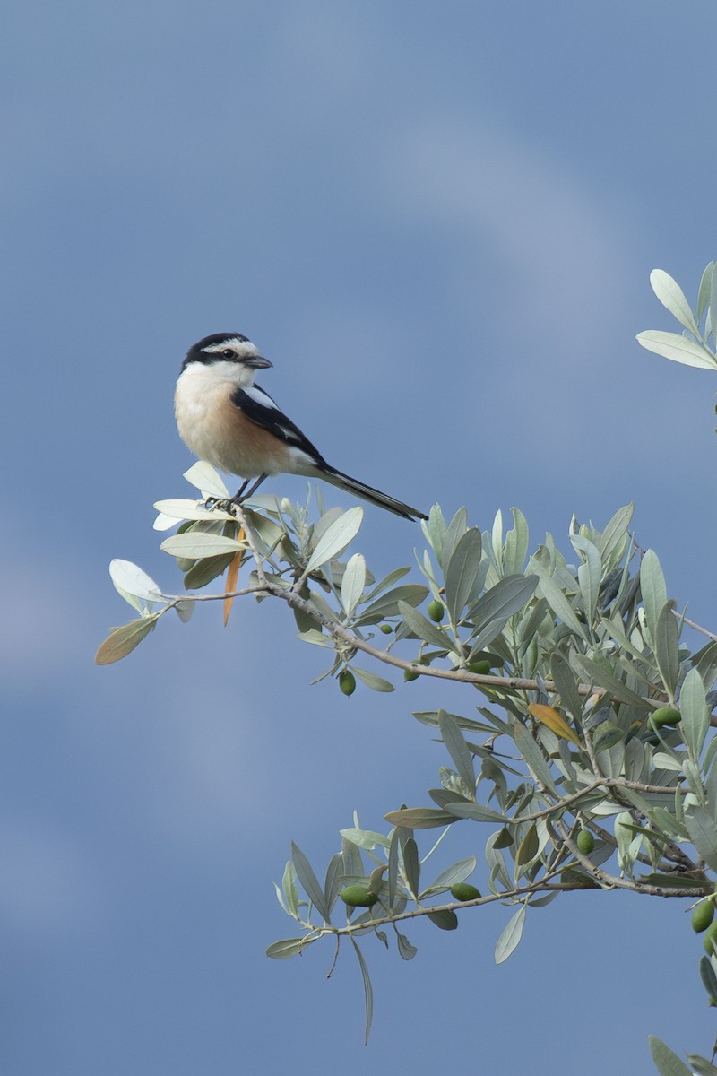 Masked Shrike - ML636816098