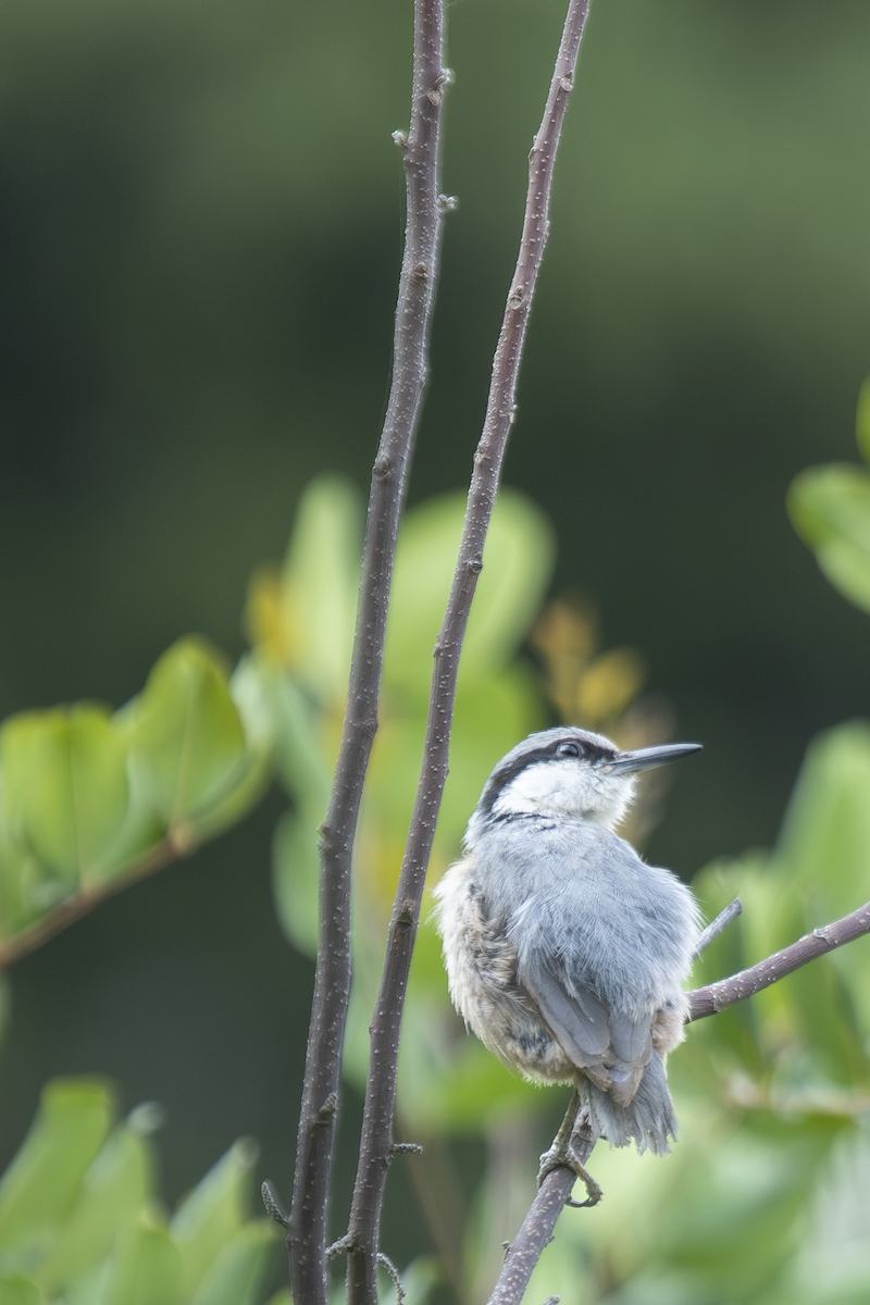Western Rock Nuthatch - ML636816102