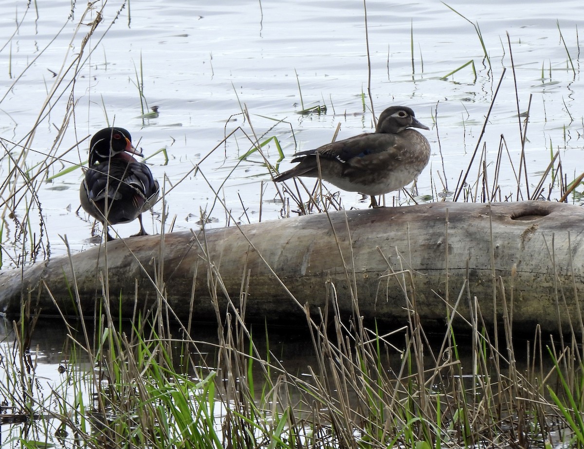 Wood Duck - ML636816330