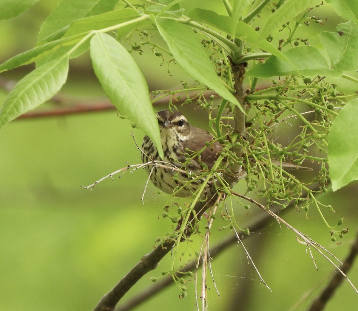 Northern Waterthrush - ML636816358