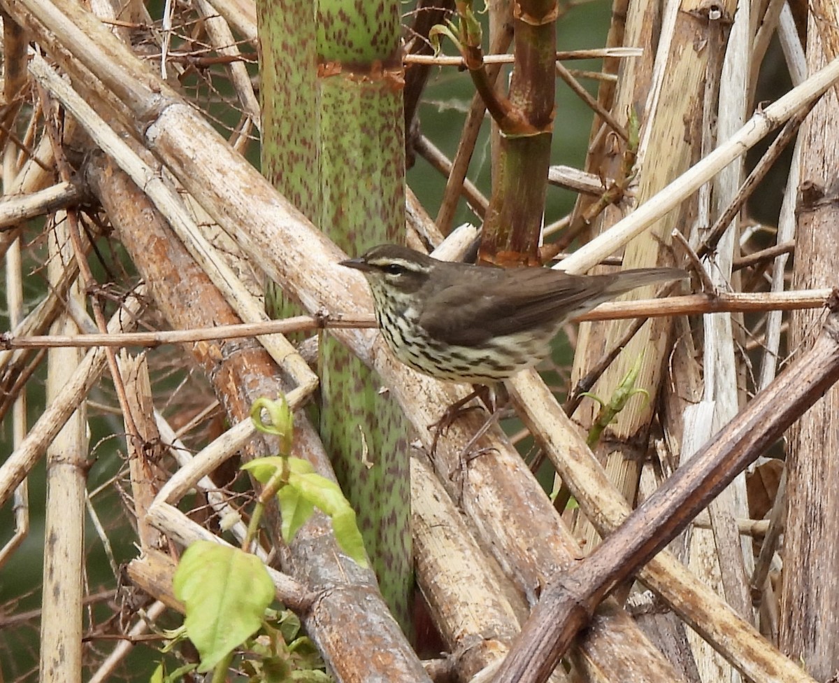 Northern Waterthrush - ML636816366