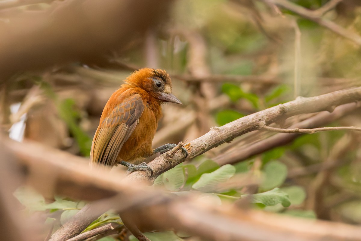 Chestnut Piculet - ML636816388