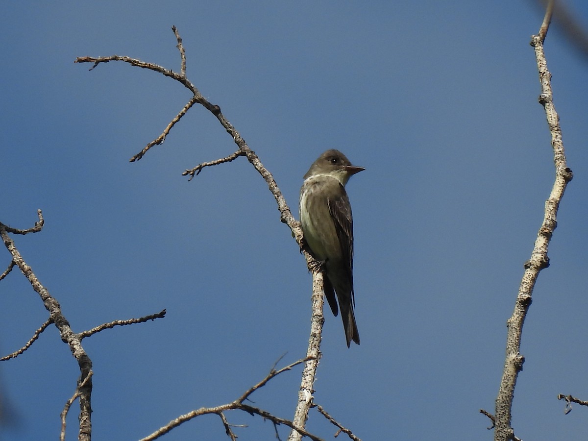 Olive-sided Flycatcher - ML636816485