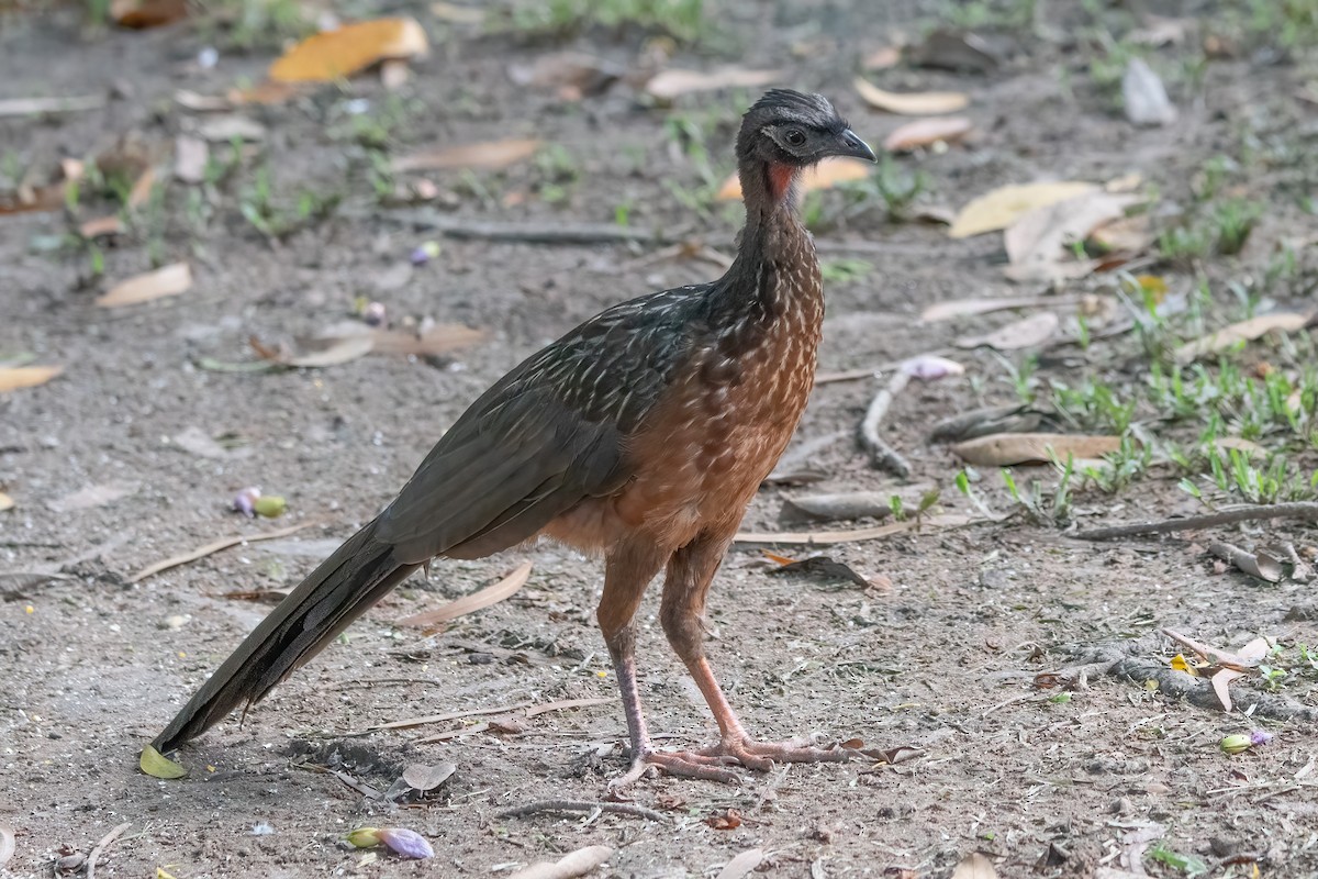 Chestnut-bellied Guan - ML636816719