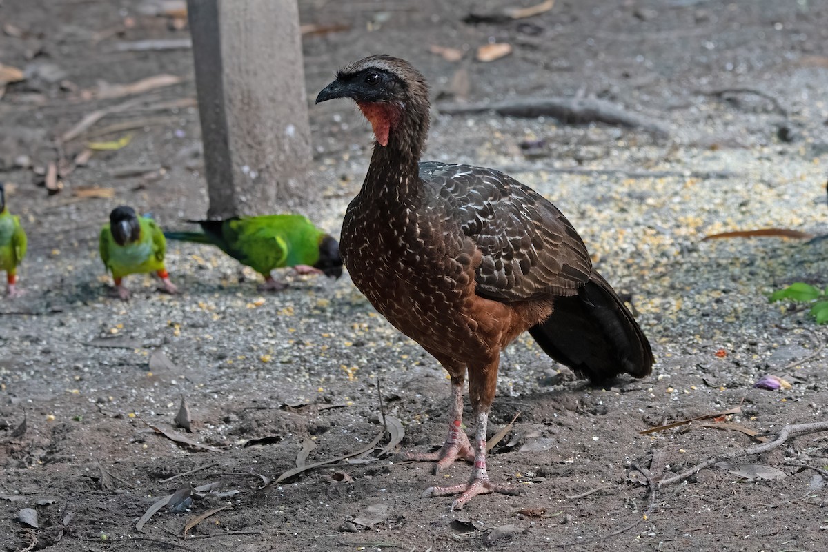 Chestnut-bellied Guan - ML636816720