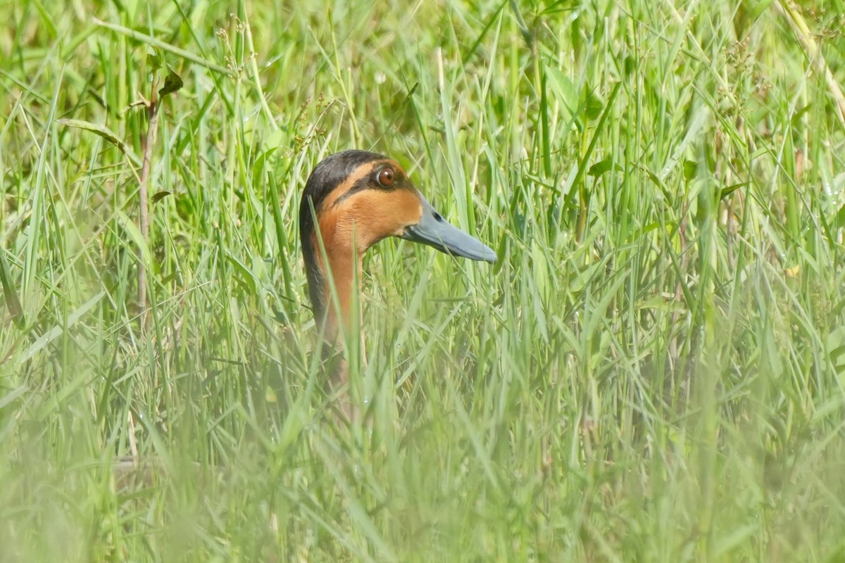 Philippine Duck - ML636816823