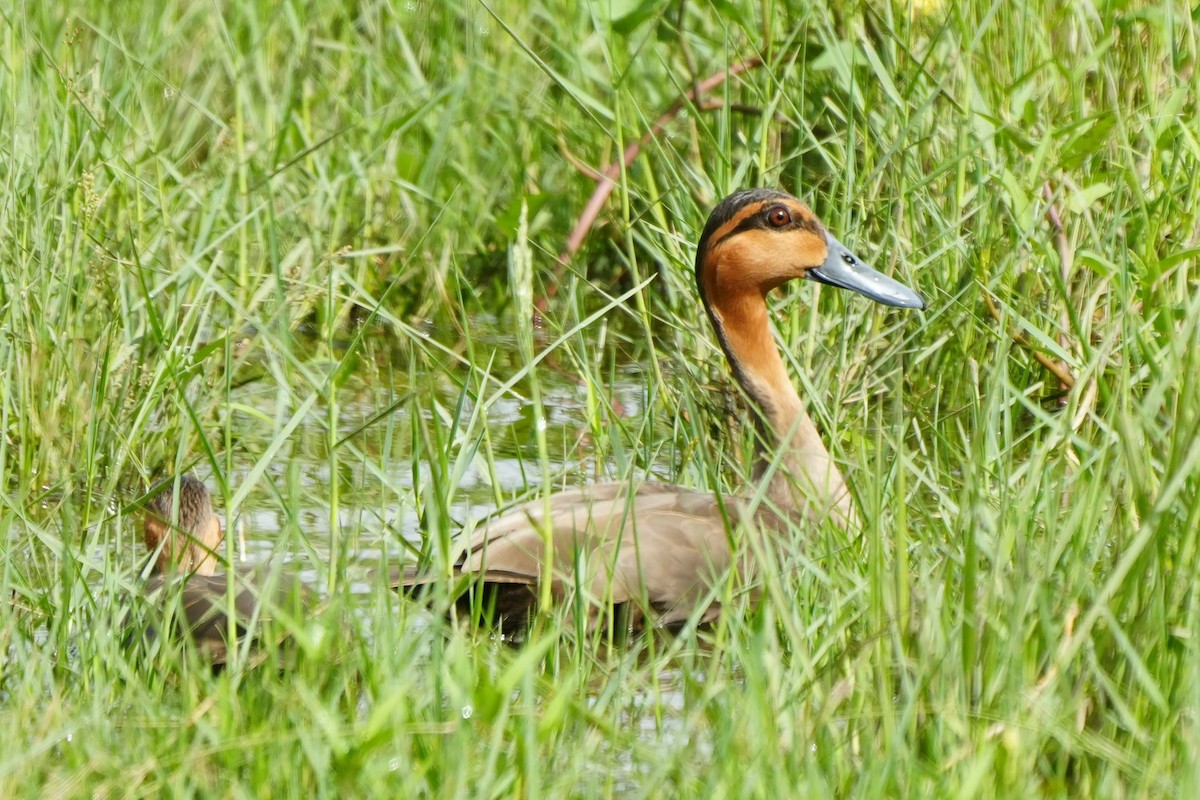 Philippine Duck - ML636816824
