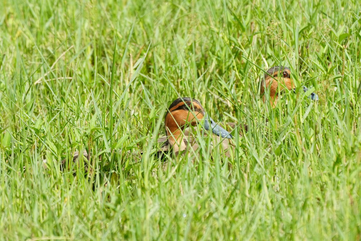 Philippine Duck - ML636816825