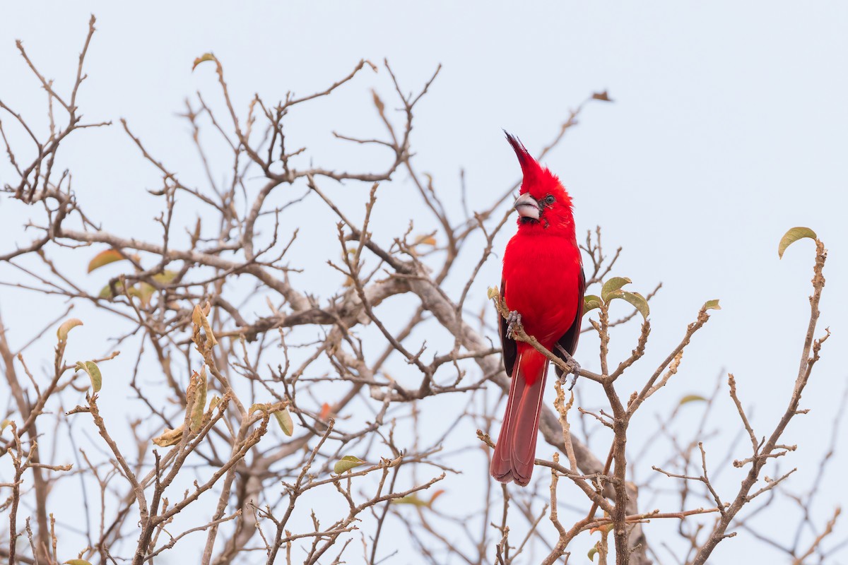 Vermilion Cardinal - ML636816841