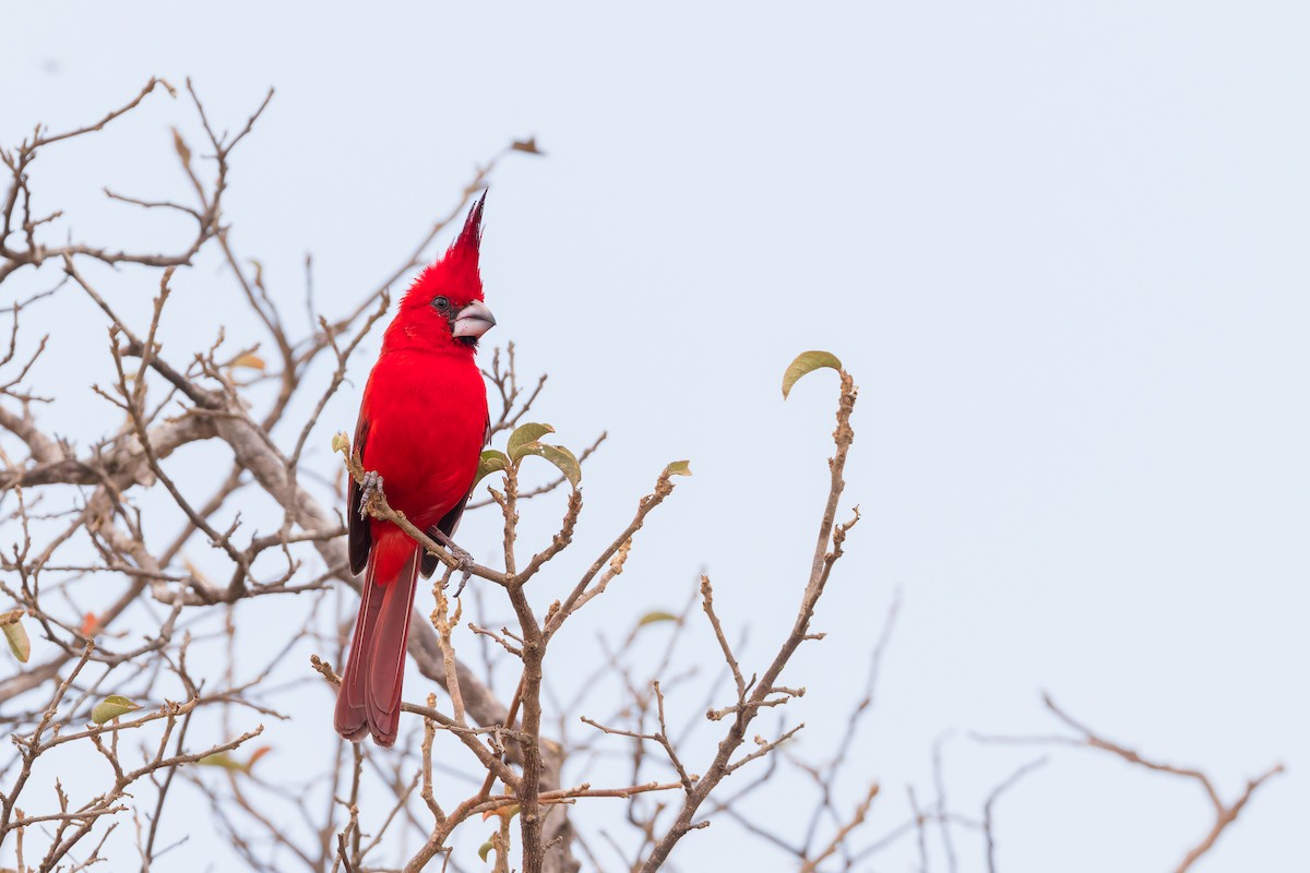 Vermilion Cardinal - ML636816844