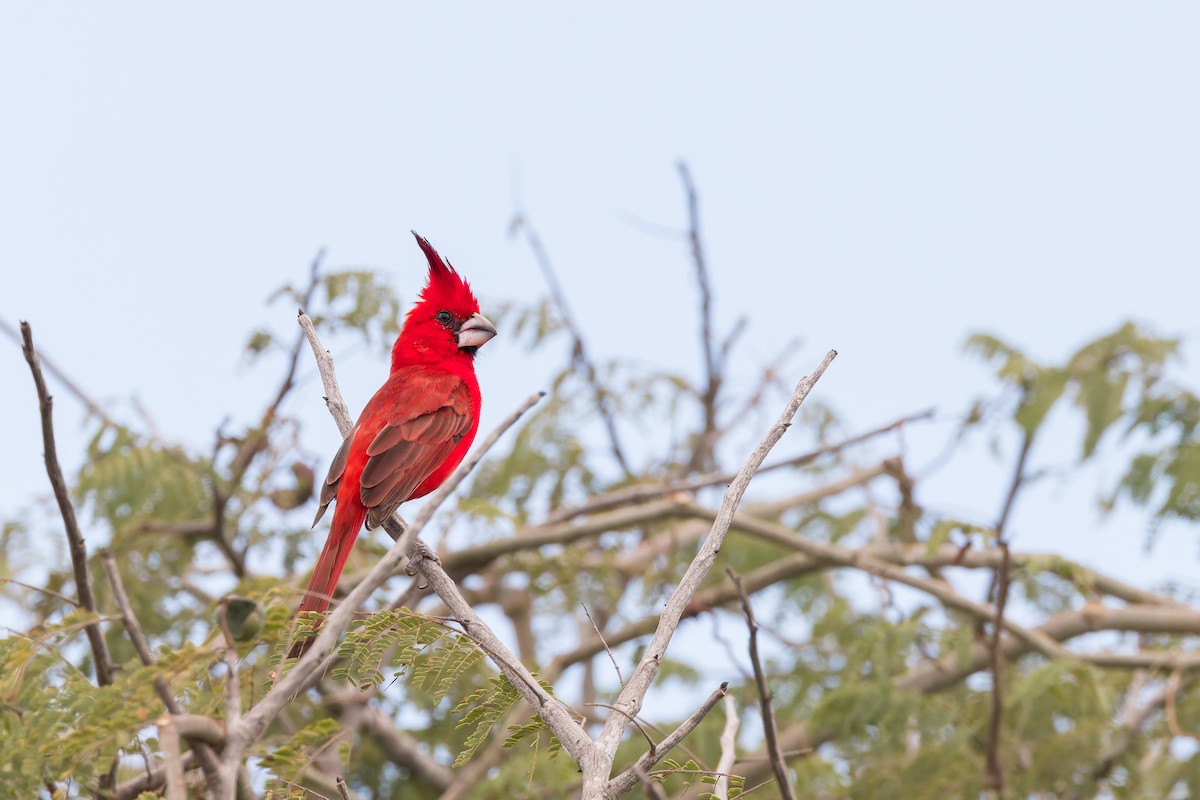 Vermilion Cardinal - ML636816849