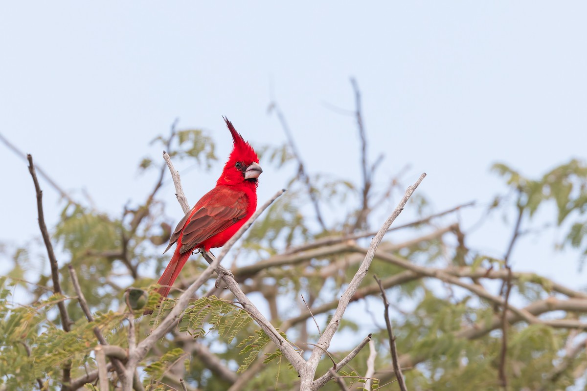 Vermilion Cardinal - ML636816850
