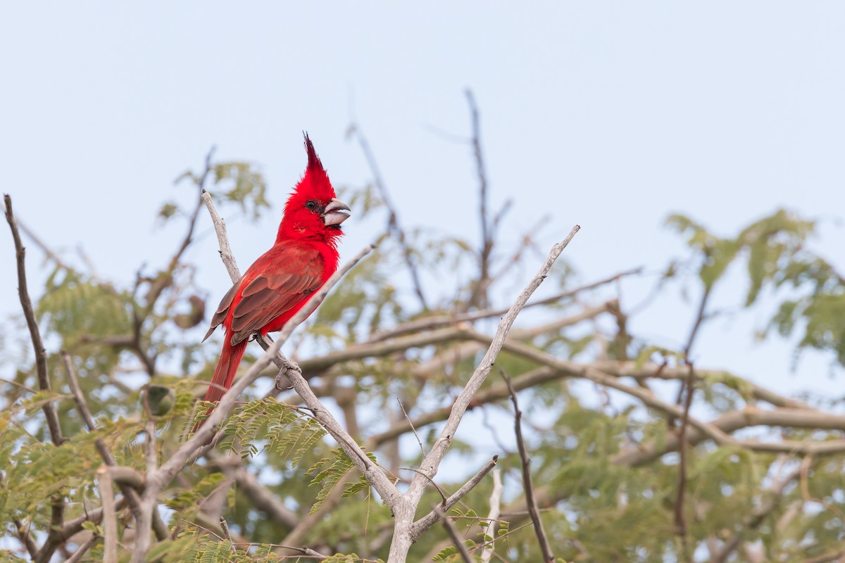 Vermilion Cardinal - ML636816855