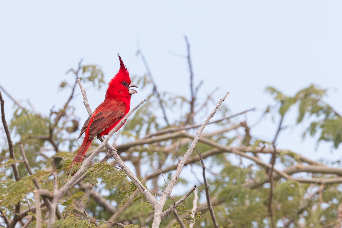 Vermilion Cardinal - ML636816857