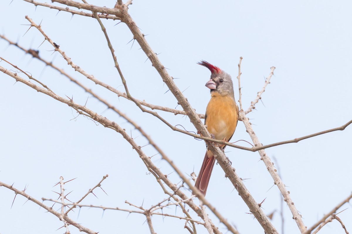 Vermilion Cardinal - ML636816859