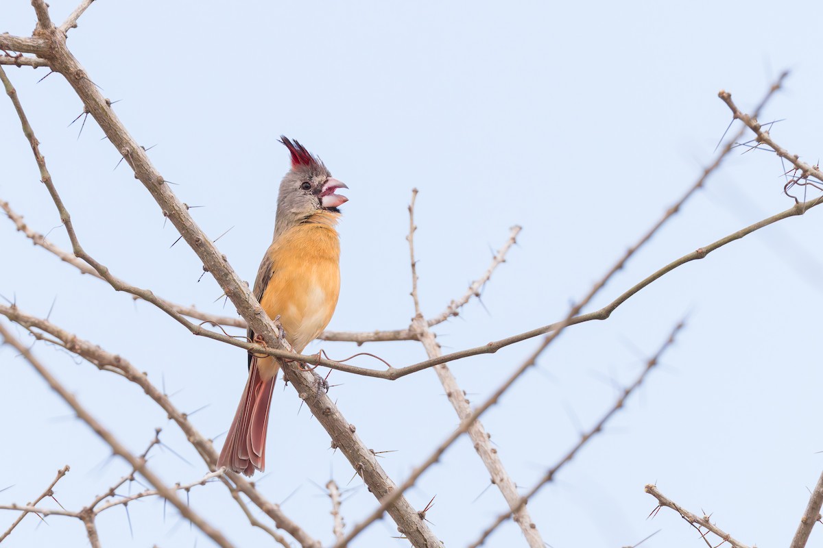 Vermilion Cardinal - ML636816874
