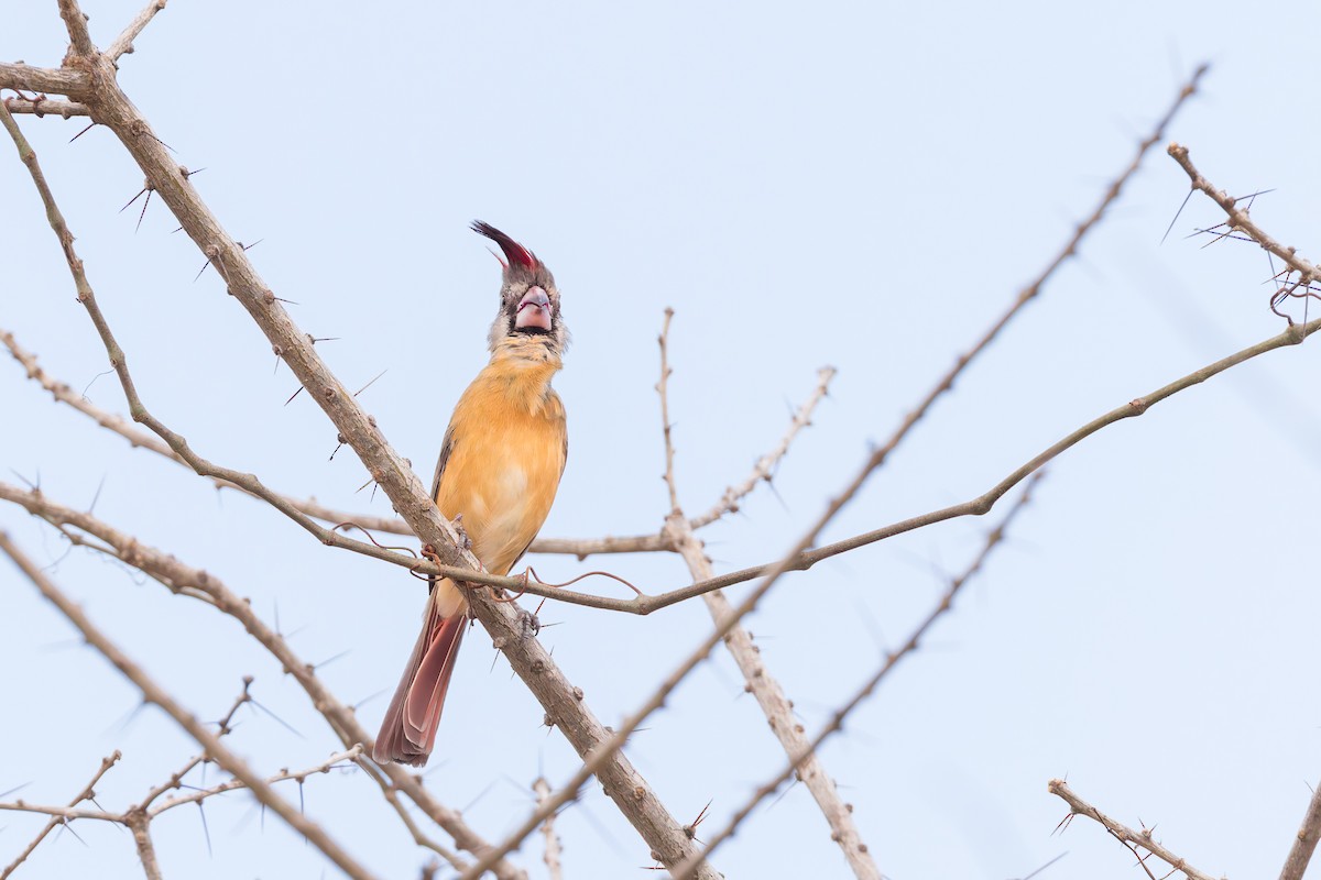 Vermilion Cardinal - ML636816876