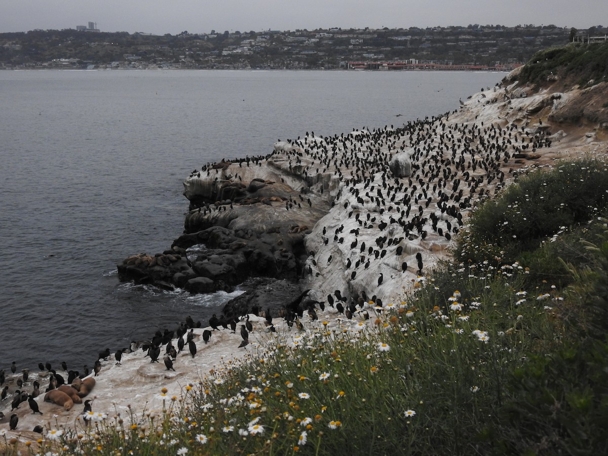 Brandt's Cormorant - ML636816877