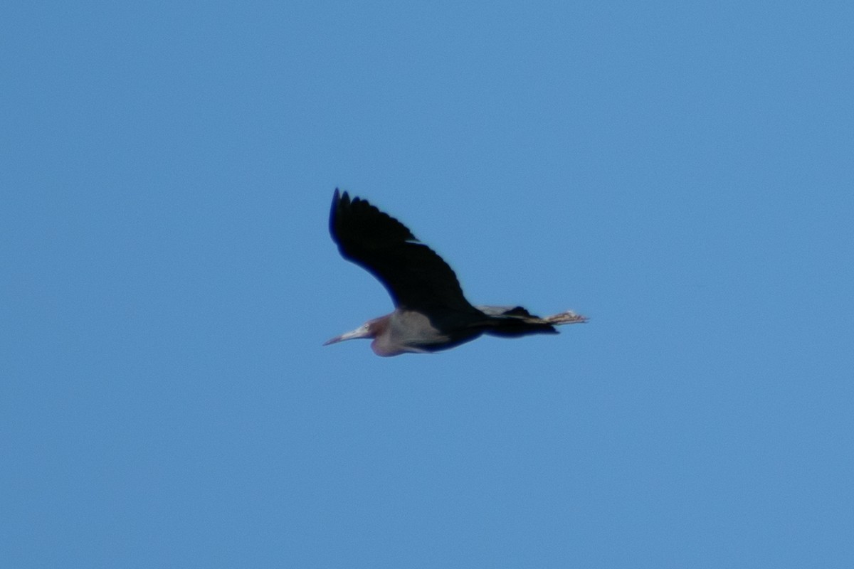 Little Blue Heron - ML636816954