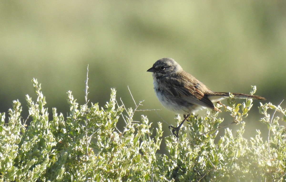 Bell's Sparrow (canescens) - ML636816958