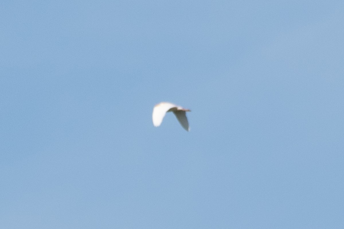 Western Cattle-Egret - ML636816959