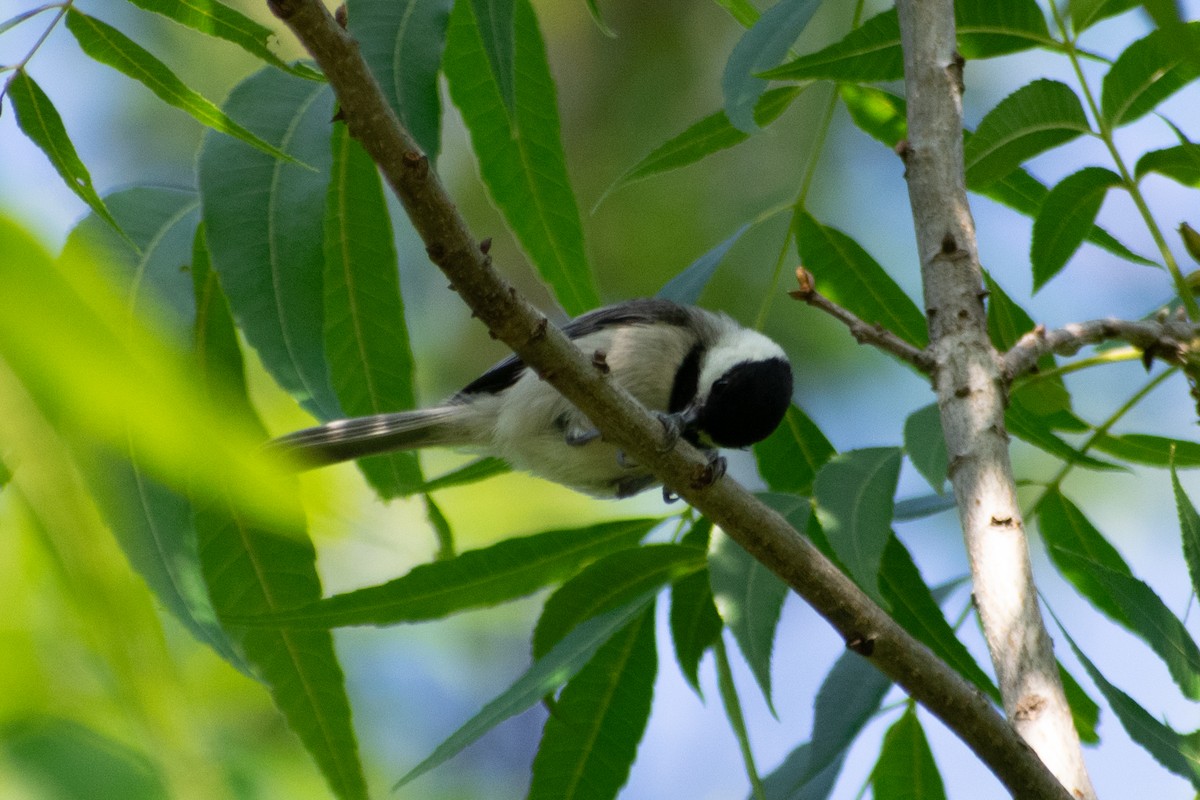Carolina Chickadee - ML636816971