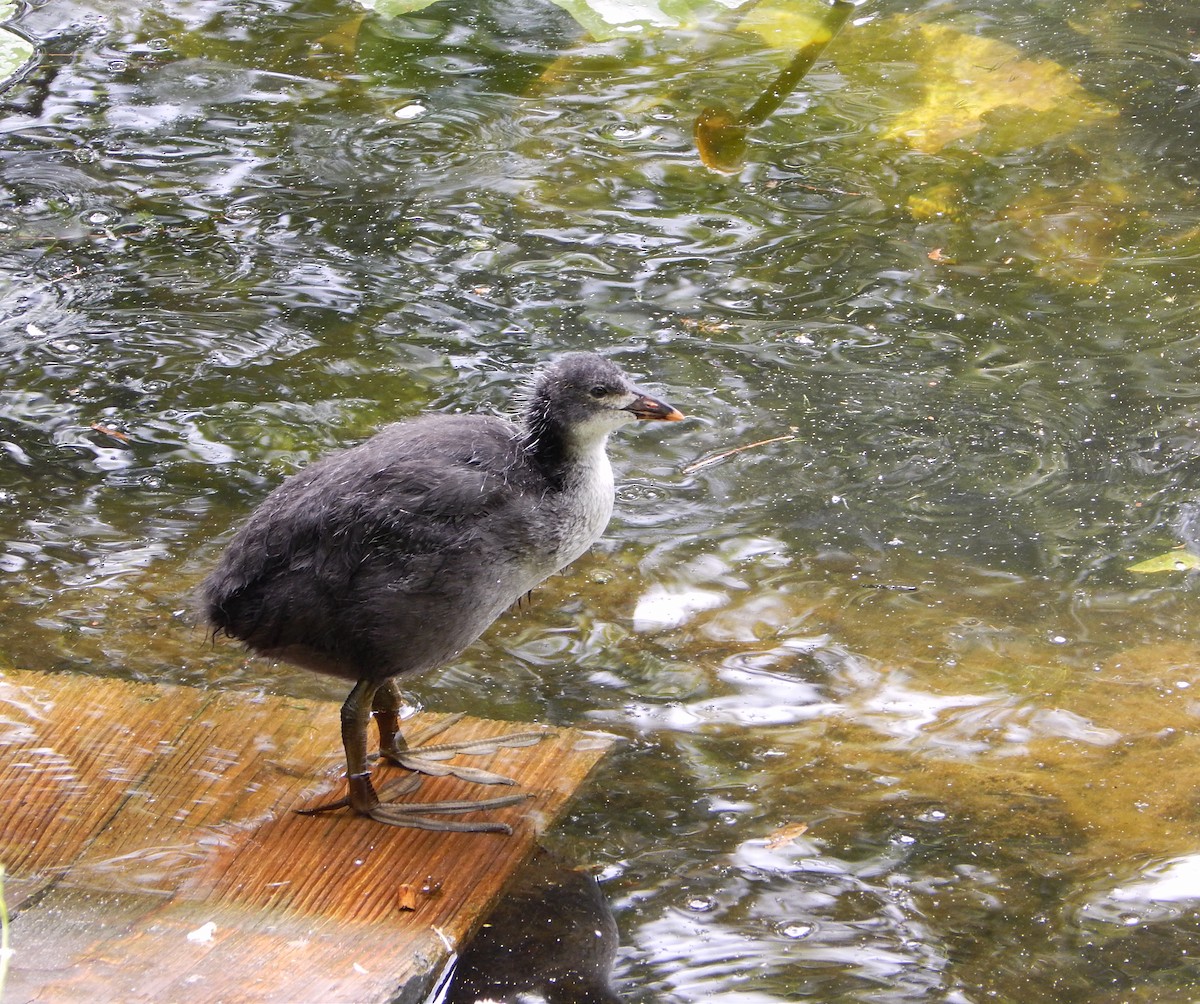 Eurasian Coot - ML636817152