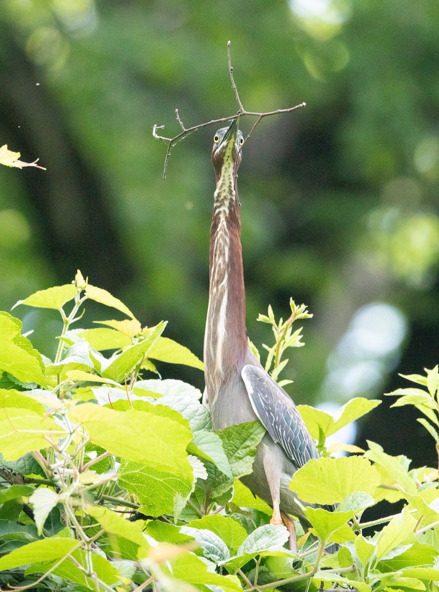 Green Heron - ML636817155