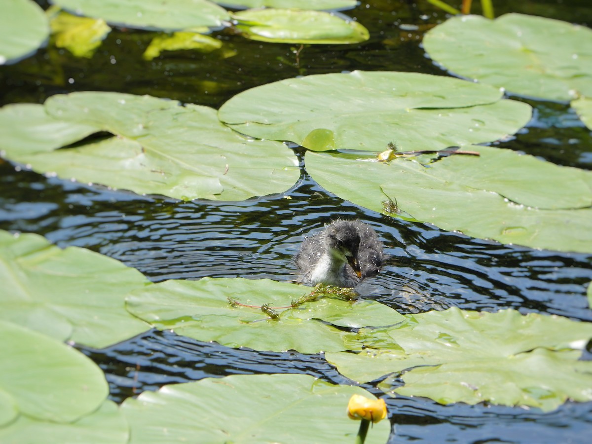 Eurasian Coot - ML636817176