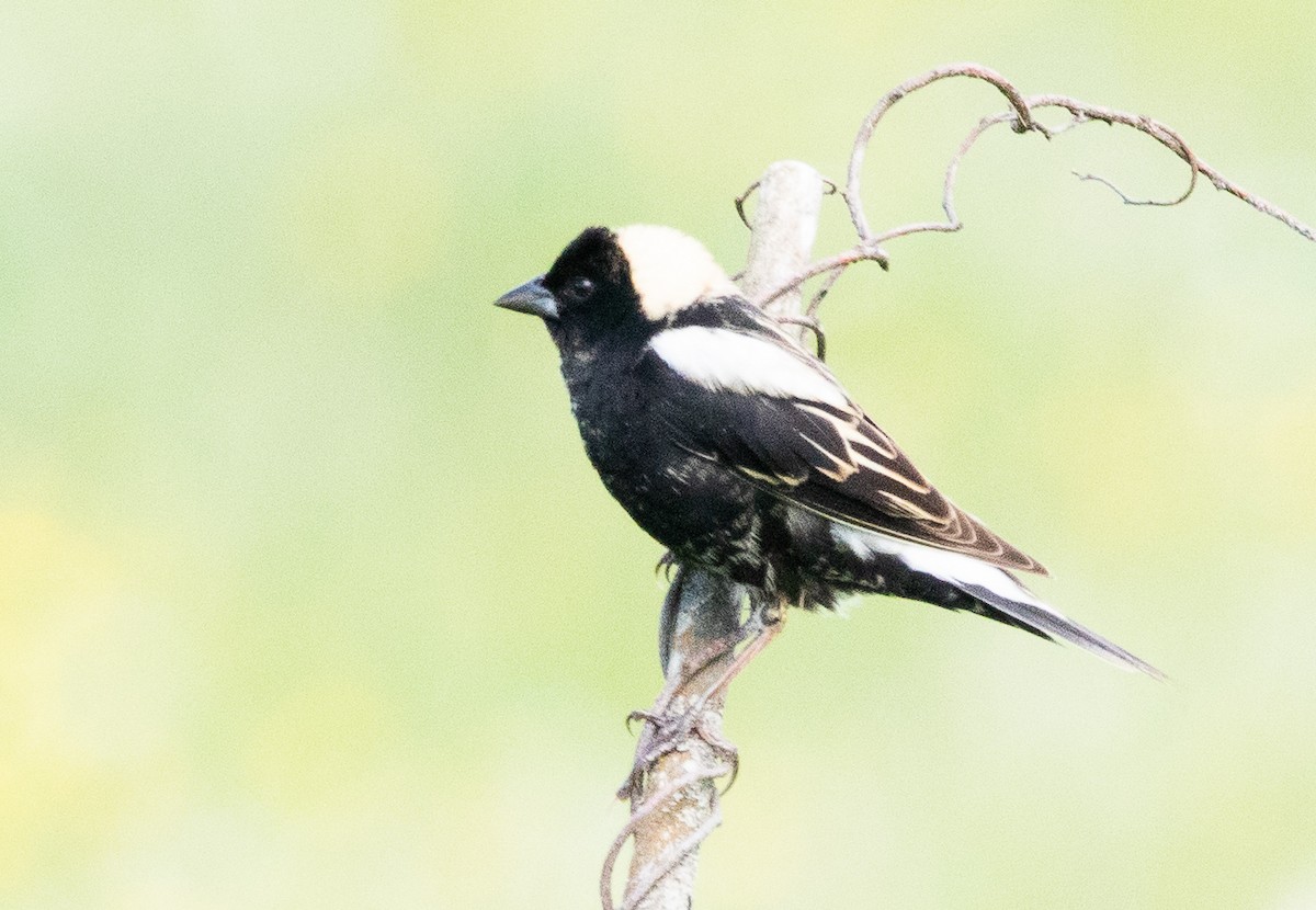 Bobolink - ML636817187
