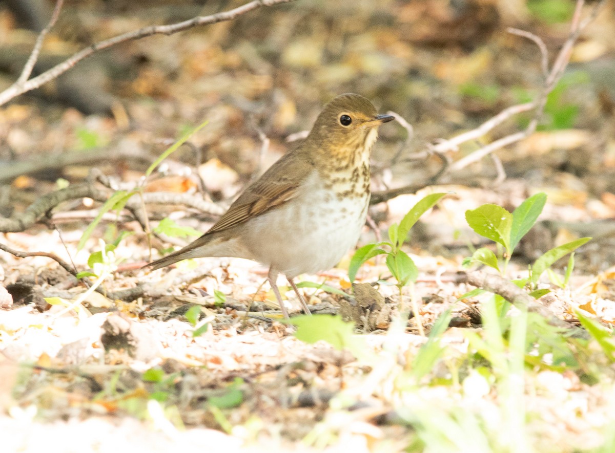 Swainson's Thrush - ML636817235