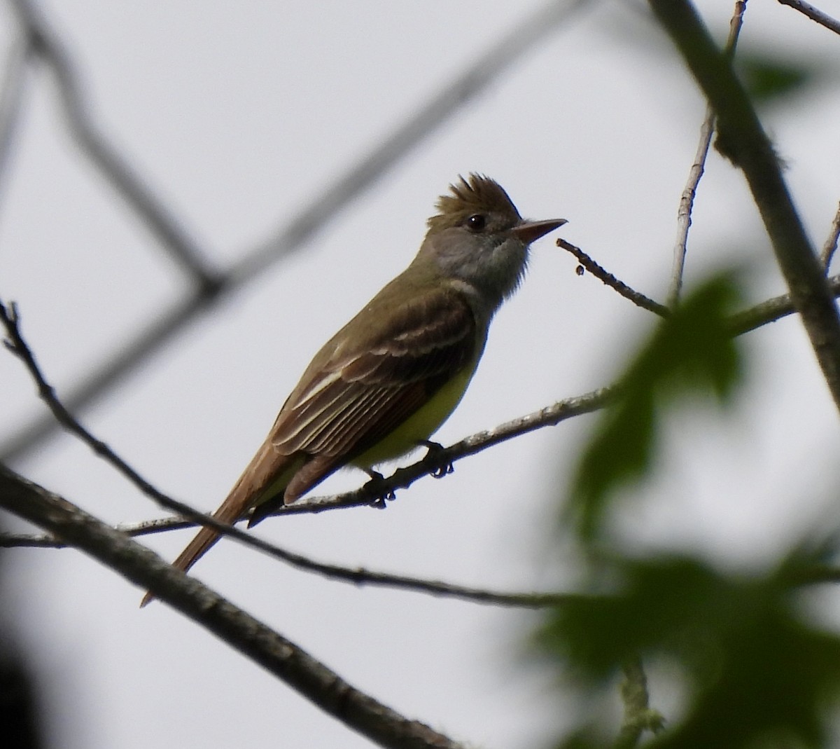 Great Crested Flycatcher - ML636817239