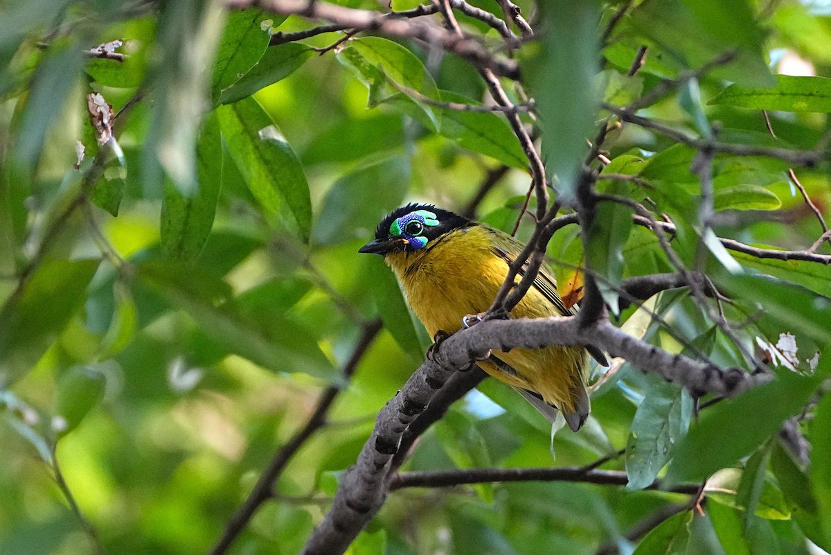 Schlegel's Asity - ML636817369