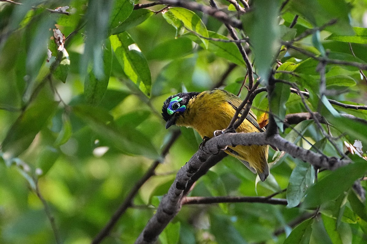 Schlegel's Asity - ML636817370