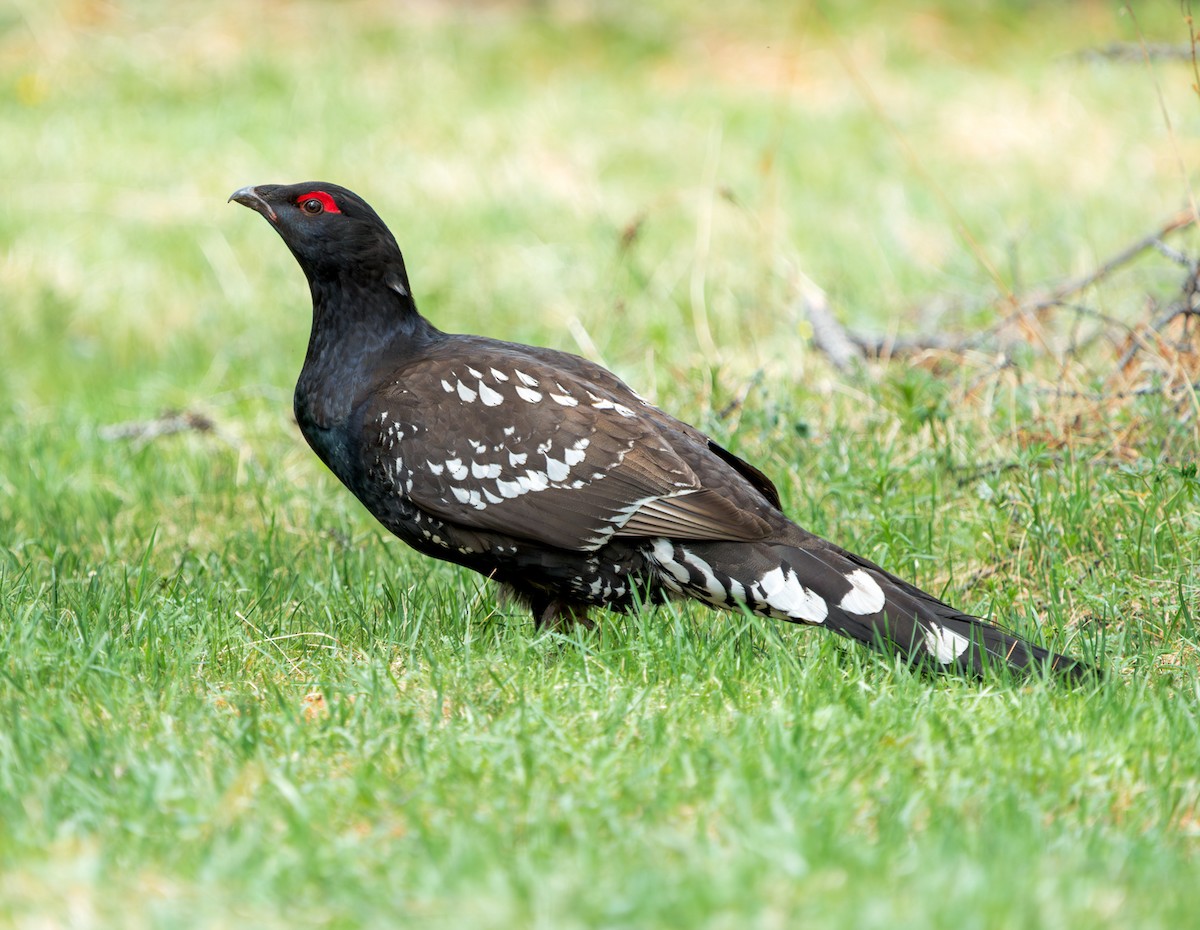 Black-billed Capercaillie - ML636817542