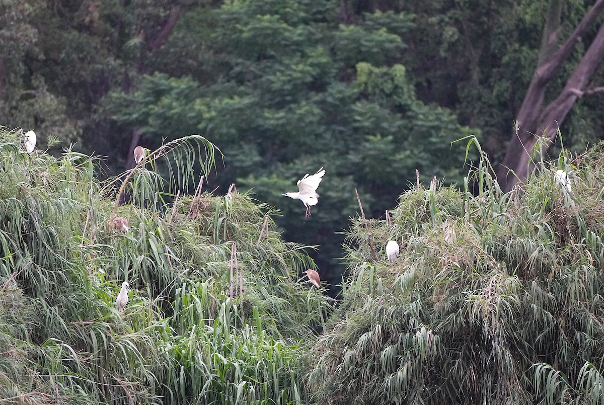Malagasy Pond-Heron - ML636817564