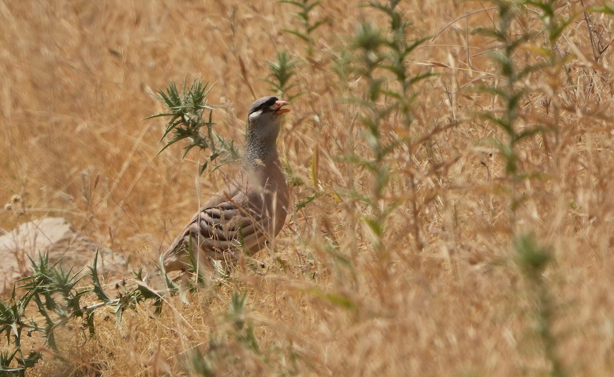 See-see Partridge - ML636817580