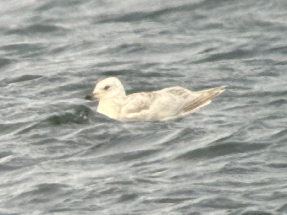 racek polární (ssp. thayeri) - ML636817618